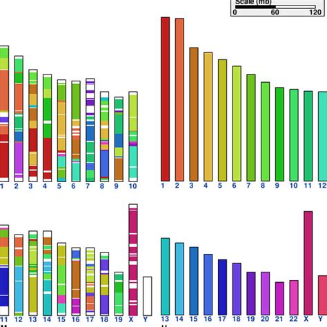 Clustering of homologous genes between human and mouse. Clusters of ...