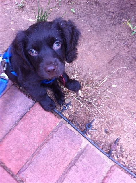 Pin By Joy Dascalakis On Lena Our Boykin Spaniel Puppy Spaniel