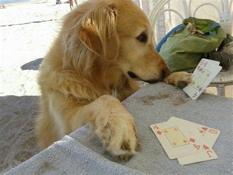 Dog Playing Cards Golden Retriever Playing Cards Cards