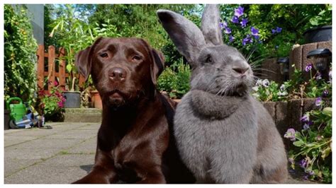 So groß wie ein Hund wie das größte Kaninchen der Welt aussieht