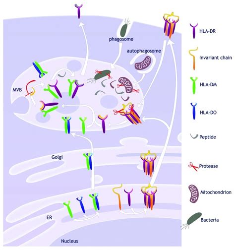 Targeting the MHC Class II antigen presentation pathway in cancer immunotherapy (PDF Download ...