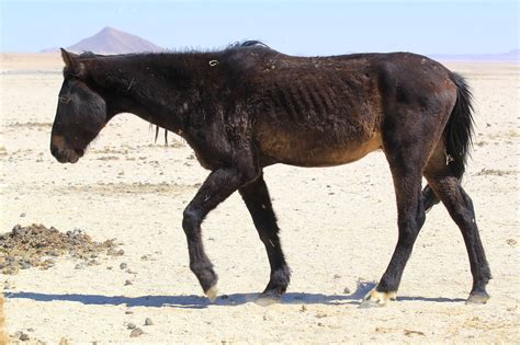 Wild horses fight for survival - Bush Telegraph Namibia