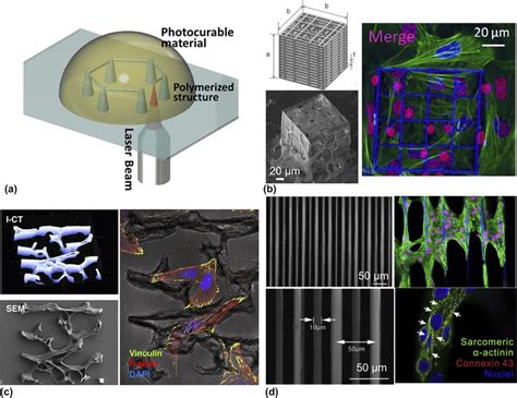 dimensional structures fabricated  multi photon polymerization