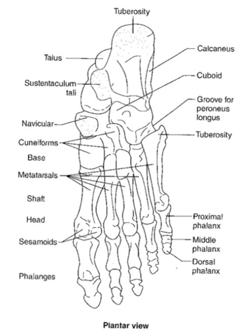 Bony Anatomy of the Foot Diagram | Quizlet