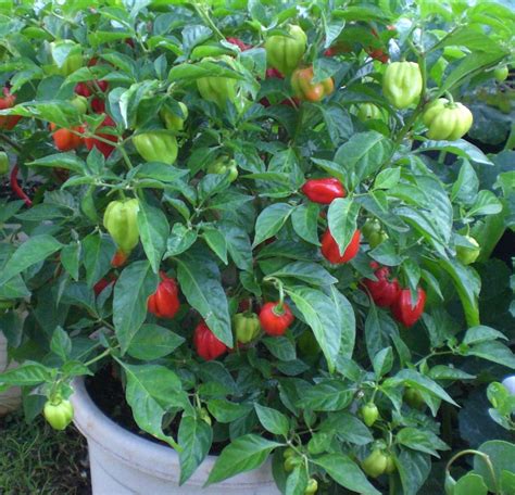 The gallery for --> Habanero Pepper Plant