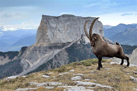 330 best Ibex images on Pholder | Nature Is Fucking Lit, Natureismetal ...