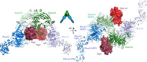 The Semaphorin Neuropilin Plexin Complex The Schematic Domain