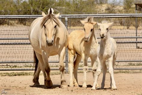 Norwegian Fjord Breeding Program at Sunnyside Farms - Where traditional ...