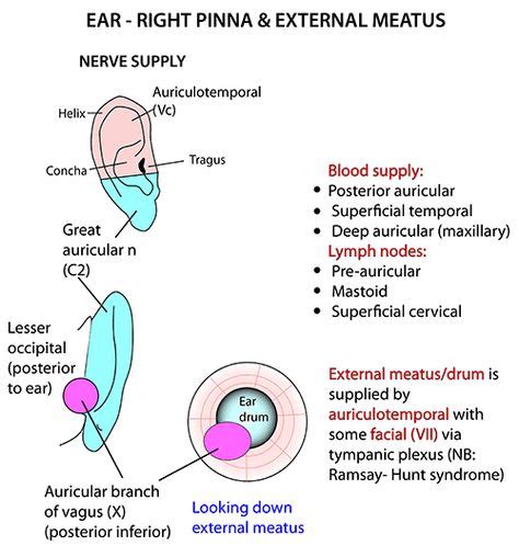 Pinna Labeled Anatomy Of The Pinna Auricle Otolaryngology Houston