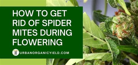 Best Way To Get Rid Of Spider Mites During Flowering Cannabis Crop