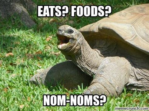 29 Hilarious Turtle Memes That Are So Funny They're Actually Dangerous