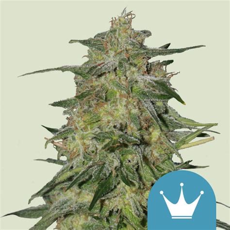 Royal Highness Feminized Royal Queen Seeds Zamnesia Zamnesia Usa