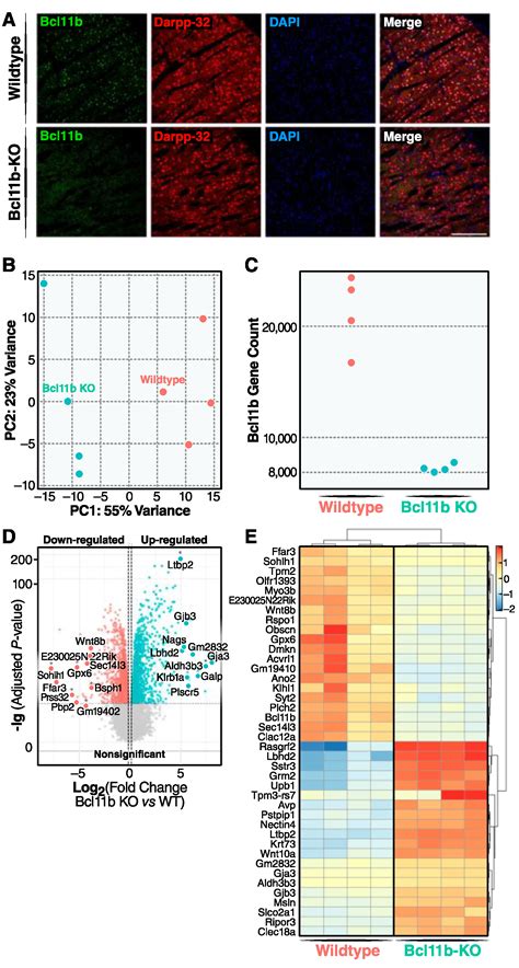 Biomedicines Free Full Text Postnatal Conditional Deletion Of