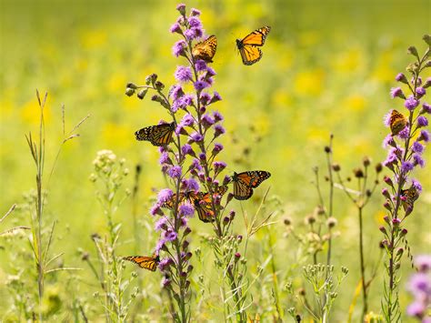 Monarch Butterflies Blazing Star Wildflowers Bing 4K Preview ...