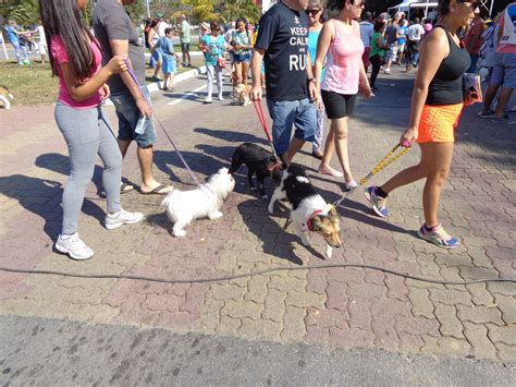 Fotos Veja Imagens Da Caminhada Do Amic O Fotos Em Sul Do Rio E