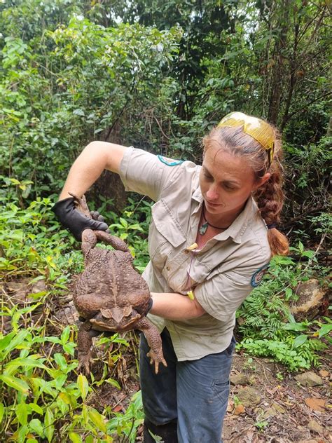 Record Breaking Toadzilla Cane Toad Found In Australian Park