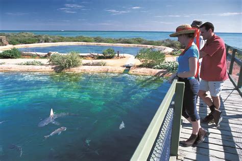 10 Must Visit Attractions In Shark Bay Exploring The Wonders Of