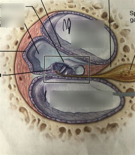 Anatomy of the Cochlea Diagram | Quizlet