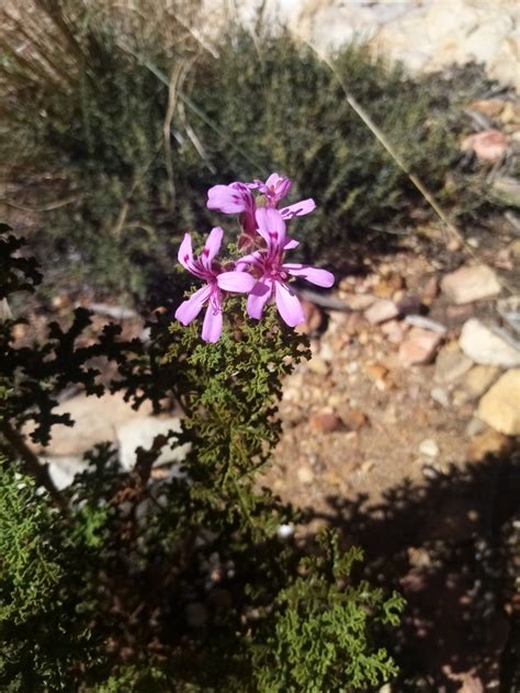 Oak Leaved Geranium From Blue Hill Nature Reserve Western Cape South