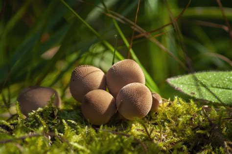 Fall Mushroom Harvesting Permits Available For Foragers In Klamath