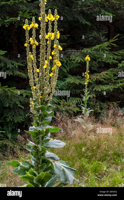 Great Mullein Common Mullein Verbascum Thapsus In Flower Stock