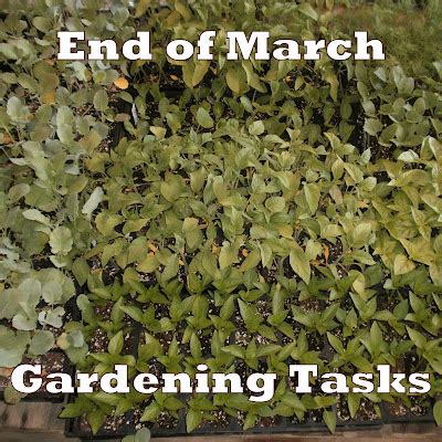 Gardening With Red Hill Last Week Of March Gardening Tasks