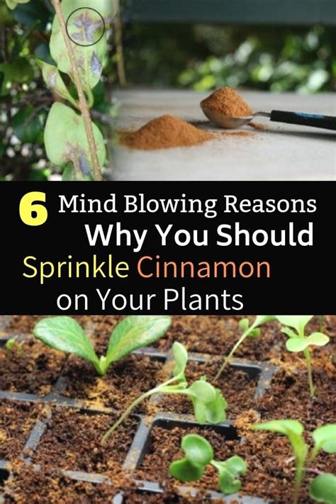 6 Mind Blowing Reasons Why You Should Sprinkle Cinnamon On Your Plants