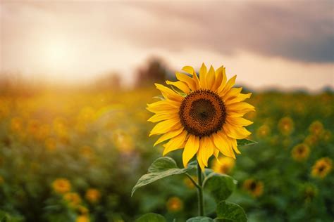Sunflowers and oilseeds: a fascinating and vital commodity