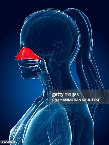 386 Nasal Cavity High Res Illustrations Getty Images