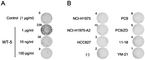 Reactivity Of Wt 5 Stimulated T Cells From An Hla A2 Healthy Donor Download Scientific