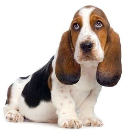 De Que Esta Hecho Un Basset Hound