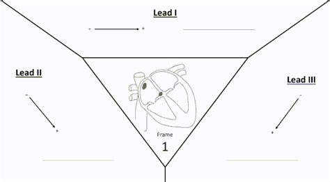 Cardiac Cycle Animation Ecg