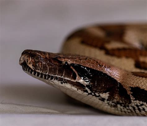 Un Primer Plano De Una Serpiente Boa Constrictor Foto Premium