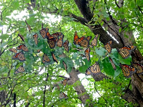 Three Reasons I Am Intrigued By The Monarch Migration Dyck Arboretum