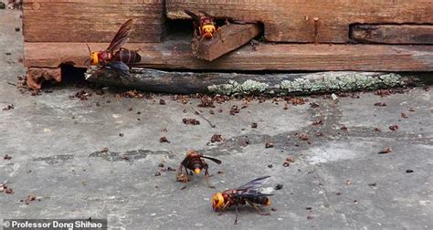 Murder Hornets Leave Distinctive Sex Chemicals In Their Wake Daily Mail Online