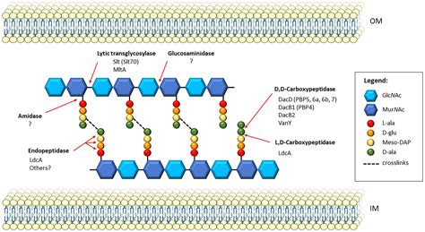 Peptidoglycan Structure And Architecture