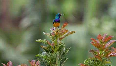 Kenya Birding Tour Birdwatching Safaris Guided Bird Watching