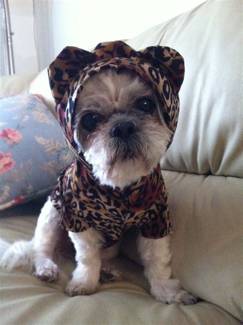 Dog Cheetah Costume By Fiercepetfashion