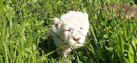 Pafos Zoo Shows Off Its New Baby Lion Simbathe Villa Group