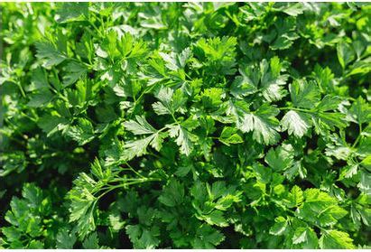 flat leaf austral seedlings