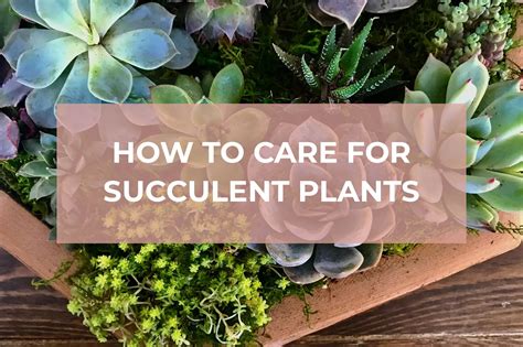 How To Care For Succulent Plants Rooted Healing Plants