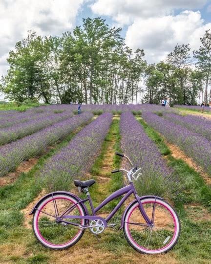 9 Relaxing Lavender Farms In New Jersey