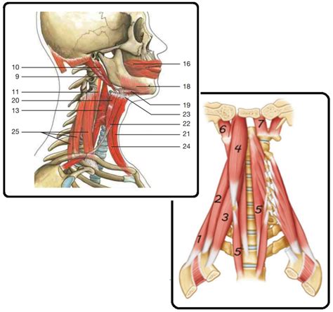 Deep Cervical Fascia Pre Vertebral Layer Diagram Quizlet