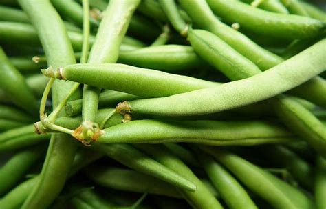 Semer des haricots verts quand comment et quelles variétés choisir