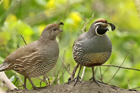 California Quail By Alexander Viduetsky Birdguides