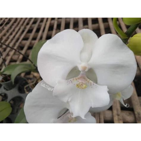 Jual Anggrek Bulan Grade B Putih Polos Biglips Phalaenopsis Hybrid