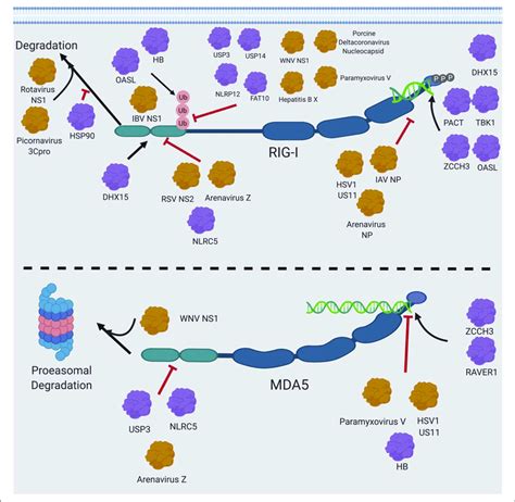 RIG I MDA5 Interactions With Host And Cellular Proteins Host