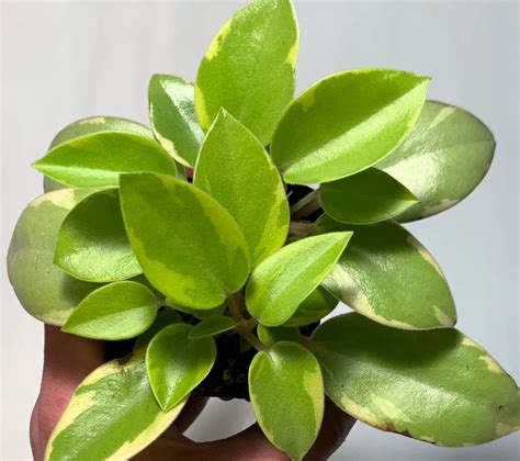 Peperomia Orba Variegated Tamara Garden Center