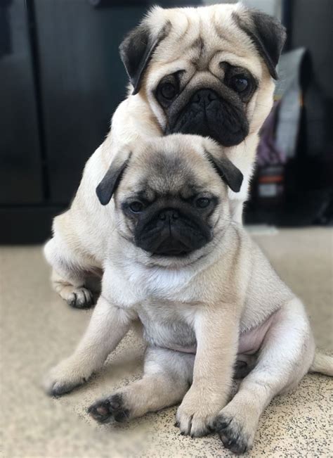 Pug Puppies For Sale Austin Tx 326632 Petzlover