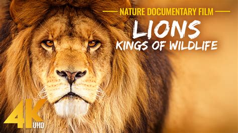 Wild Animals: Lions - 4K Narrated Documentary Film | ProArtInc